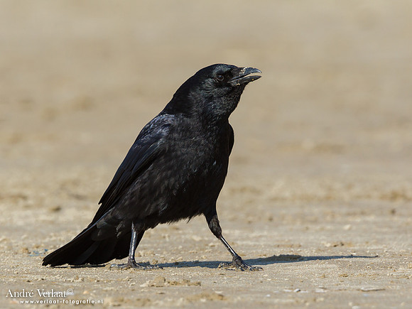 Zwarte Kraai / Carrion Crow - IJmuiden