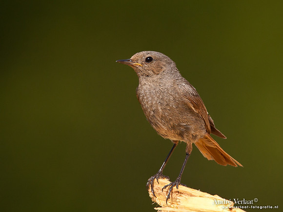 Zwarte Roodstaart / Black Redstart - Le Thillot