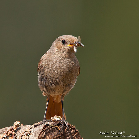 Zwarte Roodstaart / Black Redstart - Le Thillot