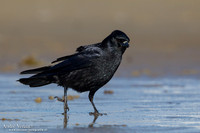 Zwarte Kraai / Carrion Crow - IJmuiden