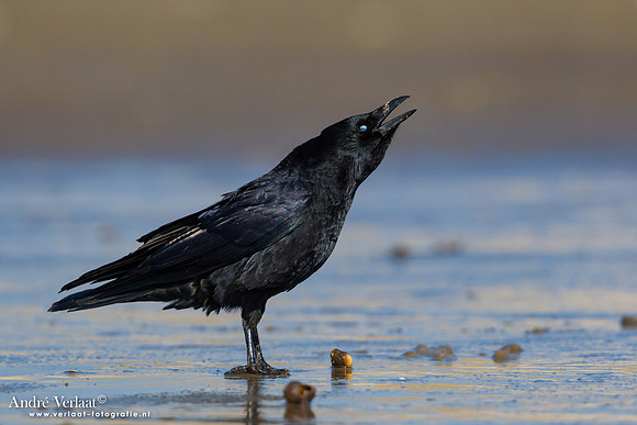Zwarte Kraai / Carrion Crow - IJmuiden