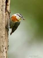 Turkse Boomklever / Krüper's Nuthatch