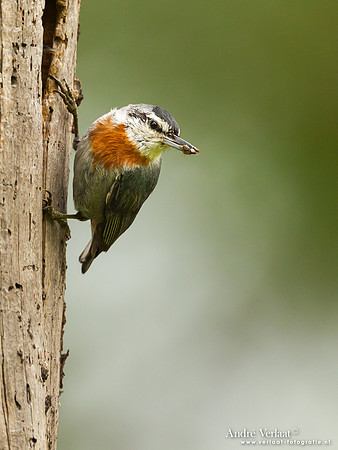 Turkse Boomklever / Krüper's Nuthatch - Lesvos