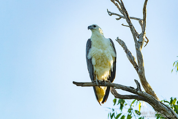 Witbuikzeearend / White-bellied Fish-Eagle - Yellow Waters NT