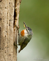 Turkse Boomklever / Krüper's Nuthatch - Lesvos
