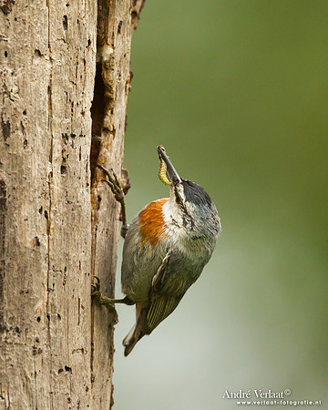 Turkse Boomklever / Krüper's Nuthatch - Lesvos