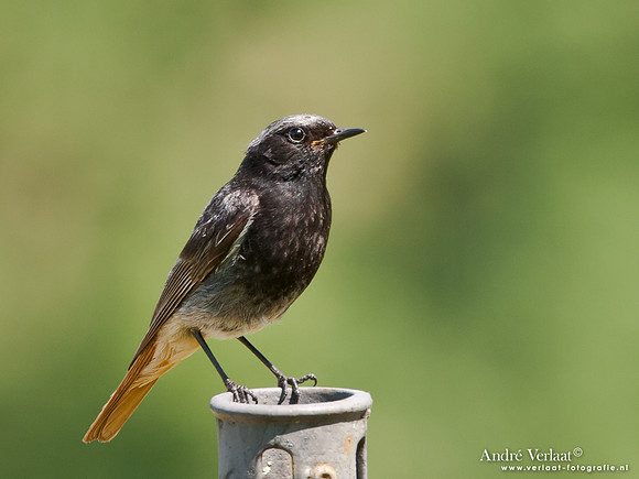 Zwarte Roodstaart / Black Redstart - Le Thillot
