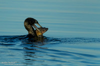 Zwarte Aalscholver / Little Black Cormorant - Yellow Waters NT