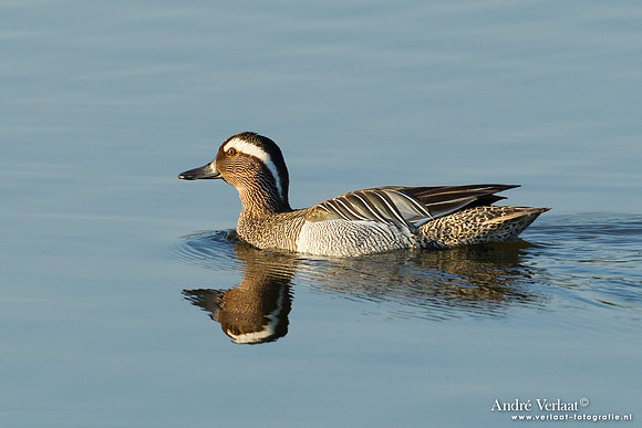Zomertaling / Garganey - Lesbos