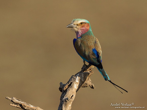 Vorkstaartscharrelaar / Lilac-breasted Roller - South Luangwa NP