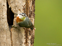 Turkse Boomklever / Krüper's Nuthatch - Lesvos