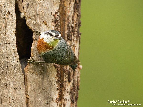Turkse Boomklever / Krüper's Nuthatch - Lesvos