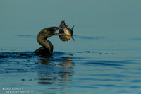 Zwarte Aalscholver / Little Black Cormorant - Yellow Waters NT