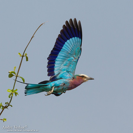 Vorkstaartscharrelaar / Lilac-breasted Roller - South Luangwa NP