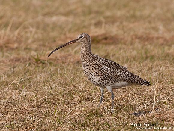 Wulp / Curlew - Westerland