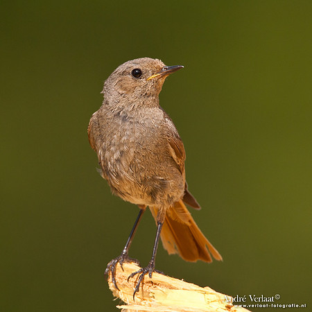 Zwarte Roodstaart / Black Redstart - Le Thillot