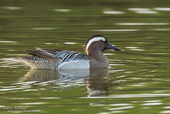 Zomertaling / Garganey - Lesbos