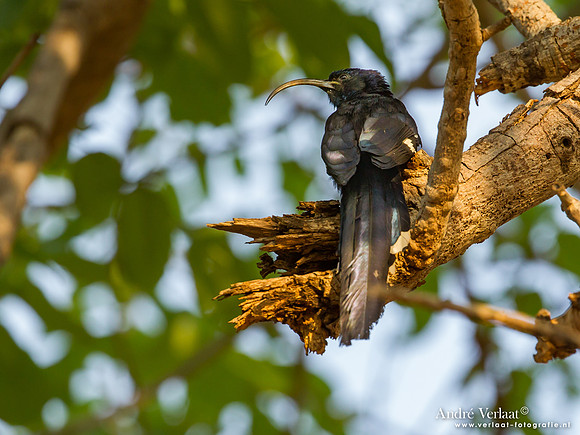 Zuid-Afrikaanse Boomhop / Common Scimitarbill - South Luangwa NP