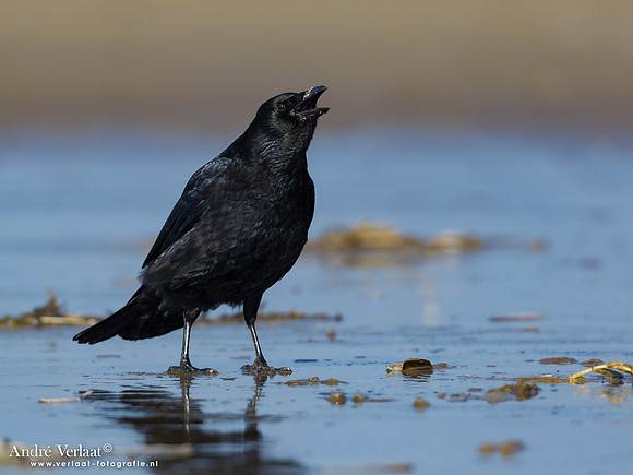 Zwarte Kraai / Carrion Crow - IJmuiden