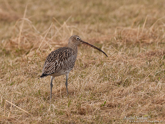Wulp / Curlew - Westerland