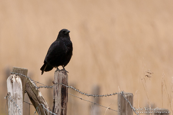 Zwarte Kraai / Carrion Crow - Aartswoud
