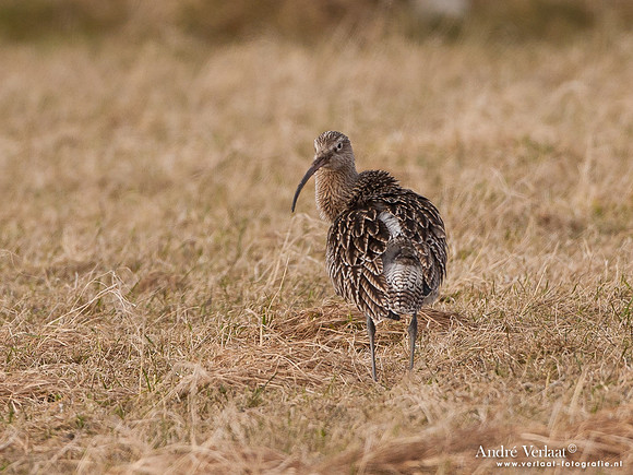 Wulp / Curlew - Westerland