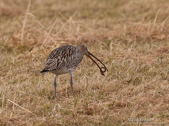 Wulp / Curlew - Westerland