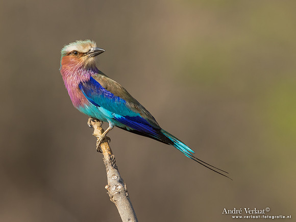 Vorkstaartscharrelaar / Lilac-breasted Roller - South Luangwa NP