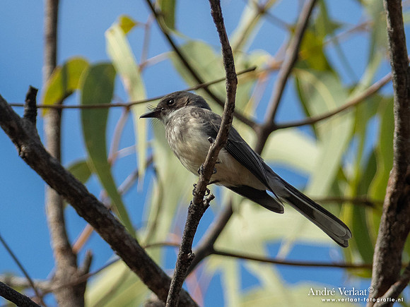Streepborstwaaierstaart / Northern Fantail - Umbrawarra Gorge Nature Park