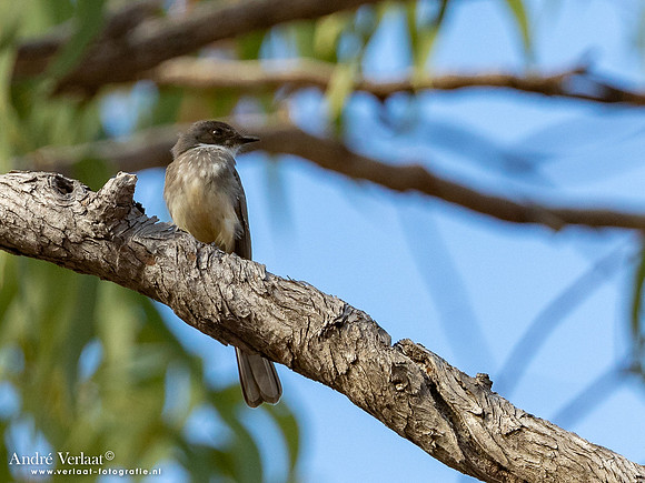 Streepborstwaaierstaart / Northern Fantail - Umbrawarra Gorge Nature Park
