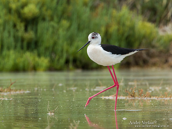 Steltkluut / Black-winged Stilt - Lesvos
