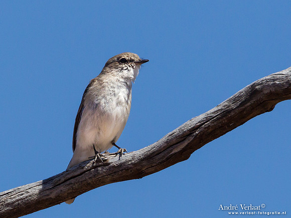 Witstaartvliegenvanger / Jacky Winter - Bowra Sanctuary
