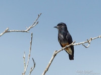 Zwaluwbaardkoekoek / Swallow-winged Puffbird - Hannover Savanne
