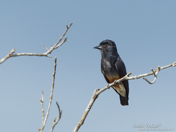 Zwaluwbaardkoekoek / Swallow-winged Puffbird - Hannover Savanne