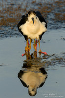 Steltkluut / Black-winged Stilt - Lesvos