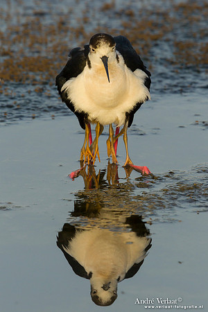 Steltkluut / Black-winged Stilt - Lesvos