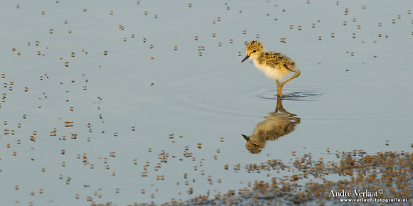 Steltkluut / Black-winged Stilt - Lesvos
