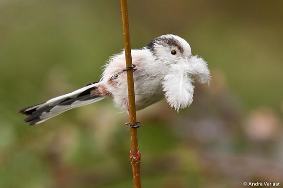 Staartmees / Long-tailed Tit - Enkhuizen