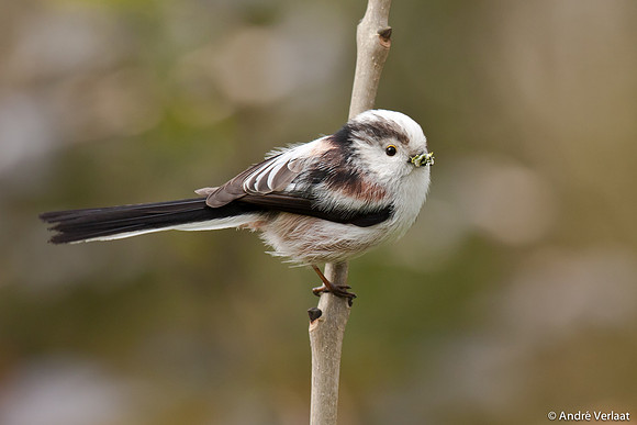 Staartmees / Long-tailed Tit - Enkhuizen