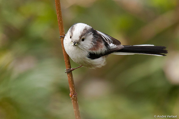 Staartmees / Long-tailed Tit - Enkhuizen