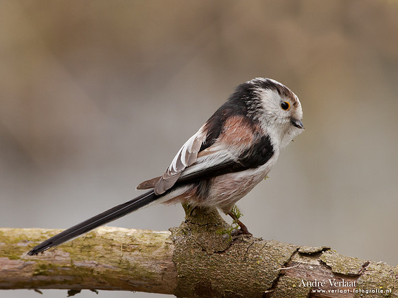 Staartmees / Long-tailed Tit - Oostvaardersplassen