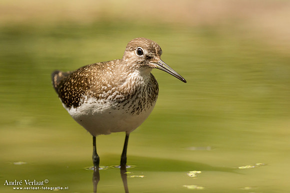 Witgat / Green Sandpiper- Tiszagyenda