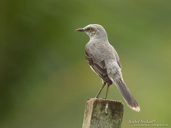 Tropische Spotlijster / Tropical Mockingbird - Peperpot