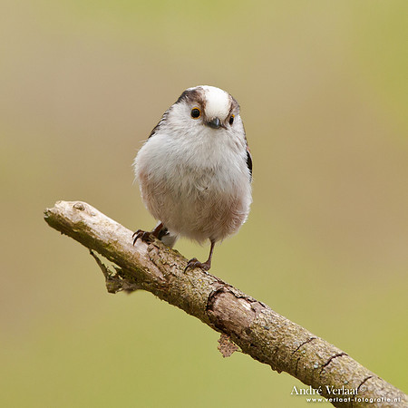 Staartmees / Long-tailed Tit - Oostvaardersplassen