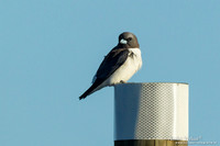 Witborstspitsvogel / White-breasted Woodswallow - Fraser Island