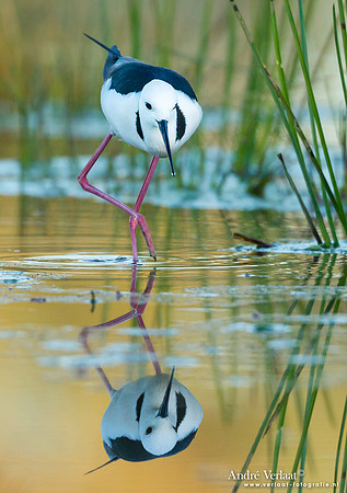 Steltkluut / Black-winged Stilt - Bowra Sanctuary