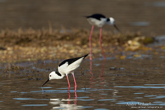 Steltkluut - Black-winged Stilt - Lake Atkinson