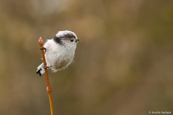 Staartmees / Long-tailed Tit - Enkhuizen