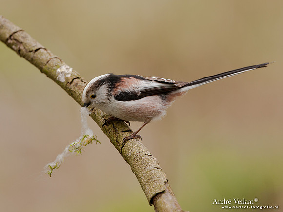 Staartmees / Long-tailed Tit - Oostvaardersplassen