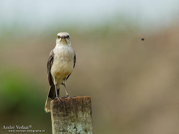 Tropische Spotlijster / Tropical Mockingbird - Peperpot